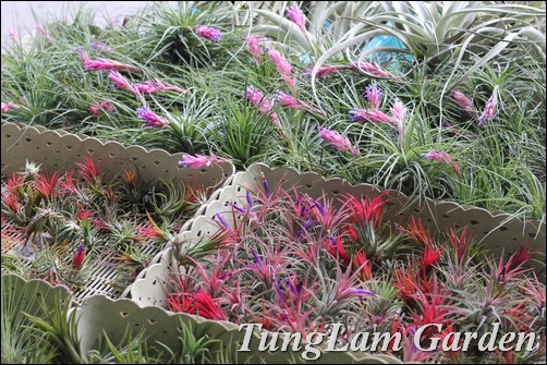 cây cảnh Thái Lan, sưu tầm cây cảnh, sưu tầm hoa cảnh, hoa chậu, hoa lan, Tử linh lan, Xương rồng, sen đá, cây không khí, cẩm cù, hoa cẩm cù cây cảnh Thái Lan, sưu tầm cây cảnh, sưu tầm hoa cảnh, hoa chậu, hoa lan, Tử linh lan, Xương rồng, sen đá, cây không khí, cẩm cù, hoa cẩm cù