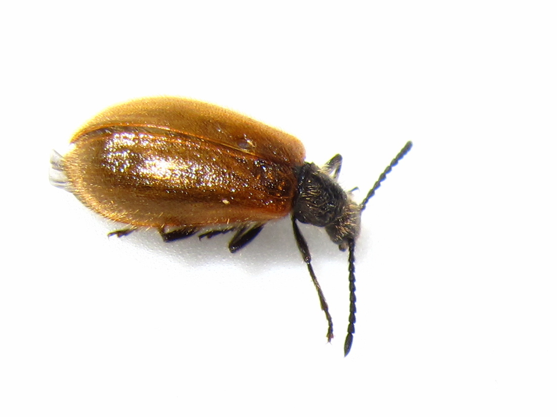 BugBlog The Golden beetle