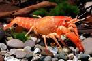 red lobster, red neon lobster, red marlboro dan procambarus clarkii.
