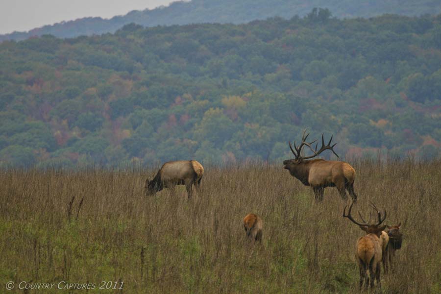 Country Captures Bugling Time in Pennsylvania