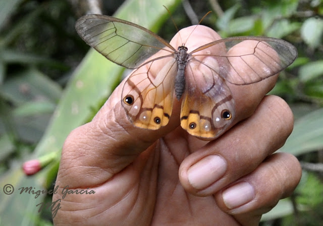 Amazonía Peruana - Pilpintuwasi