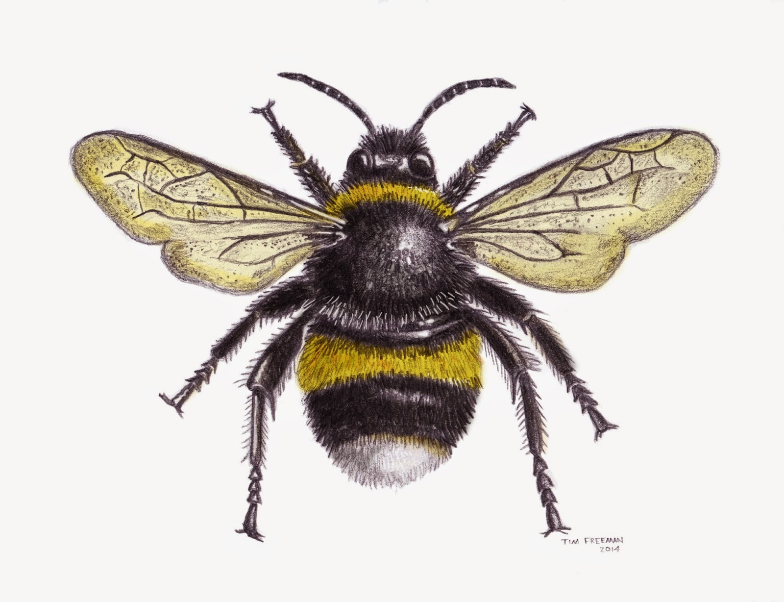 Tim Freeman Design Illustration Bumble Bee Tim Freeman Design Illustration Bumble Bee