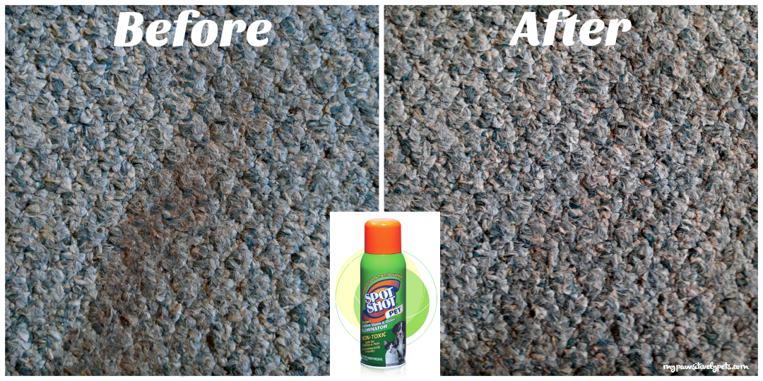 How to Use Spot Shot Pet to Clean Old Carpet Stains Pawsitively Pets