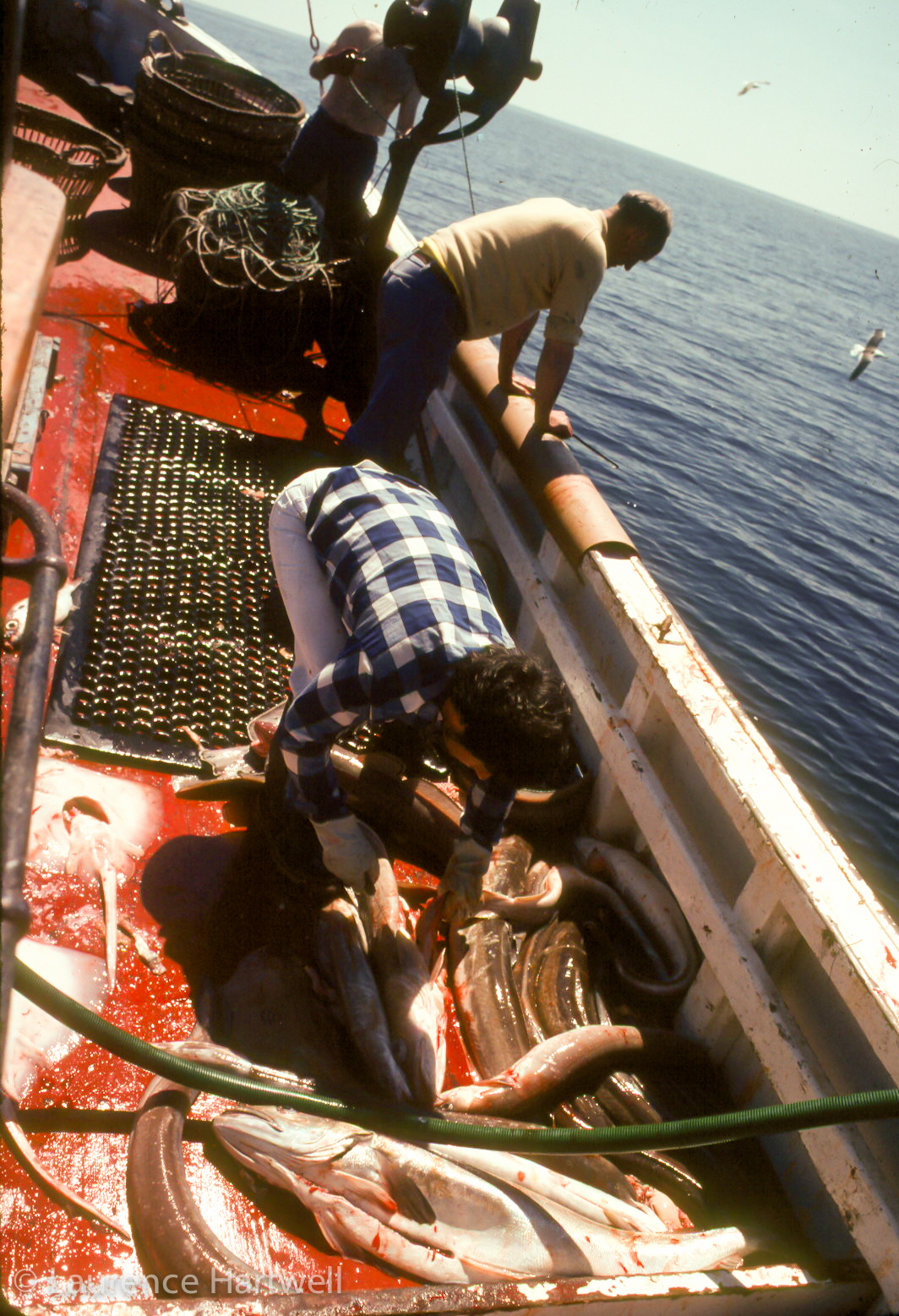 Through the Gaps! Newlyn Fishing News Fish of the week 24 ling