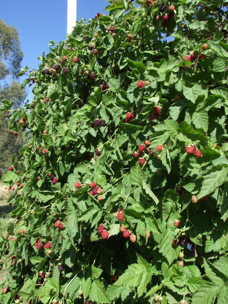 Permaculture Plants Currants Temperate Climate Permaculture