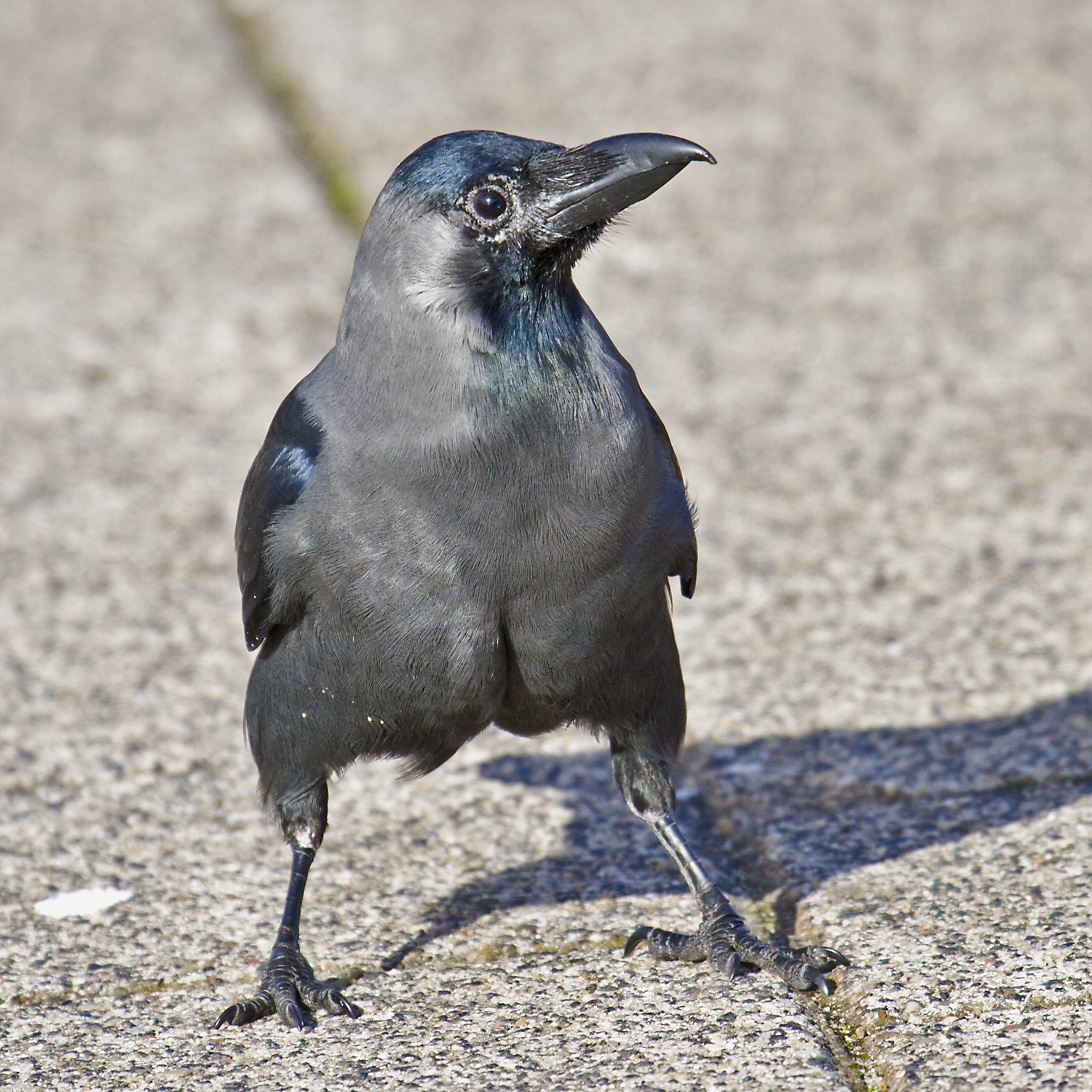 PETER'S PORTFOLIO..............Bird & Wildlife Photography House Crow