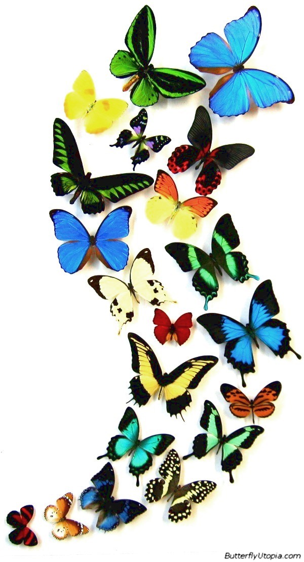 ButterflyUtopia.com - Butterfly Dance
