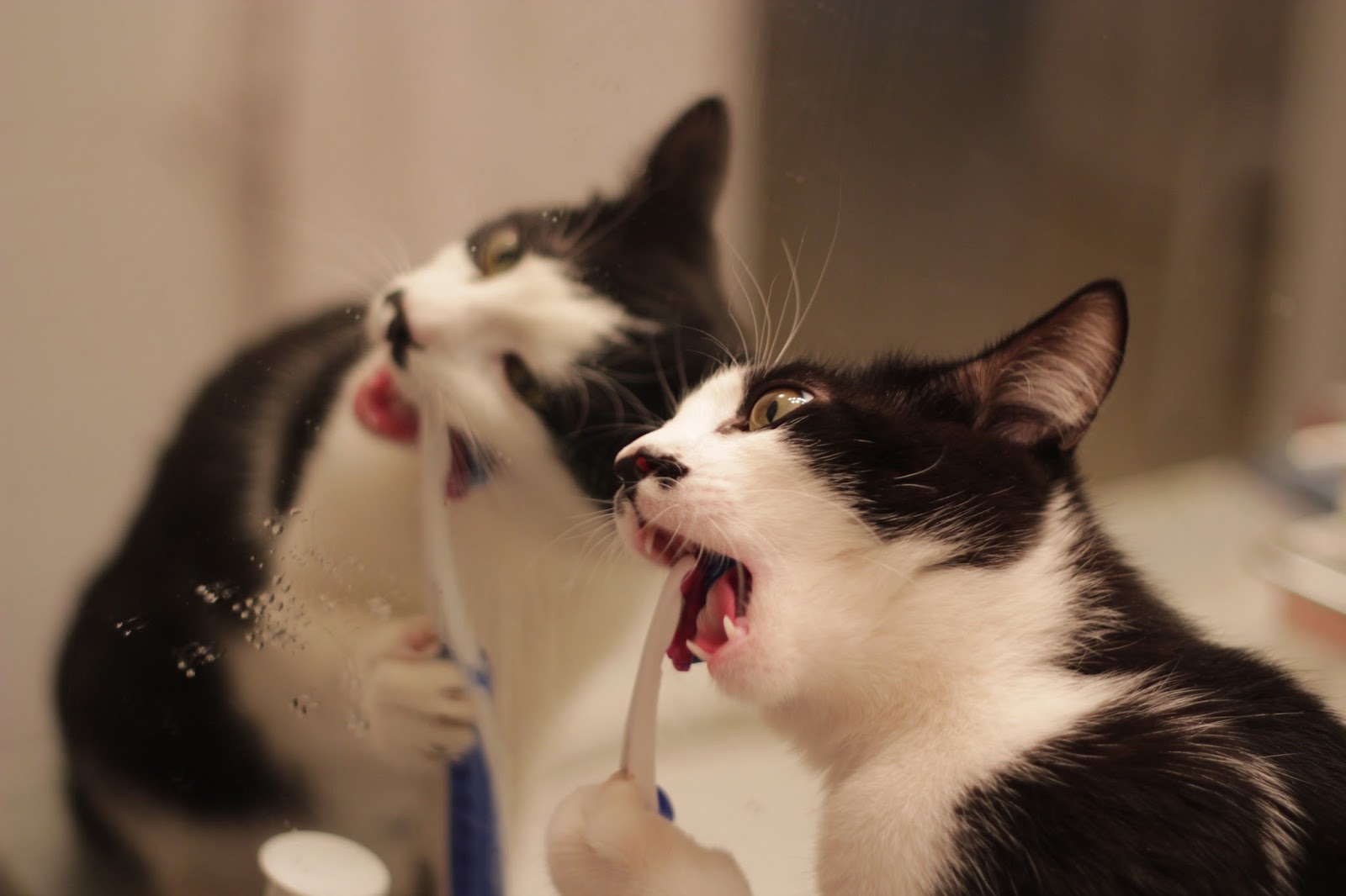 Cute Overload 7 Tips For Brushing Your Cat’s Teeth