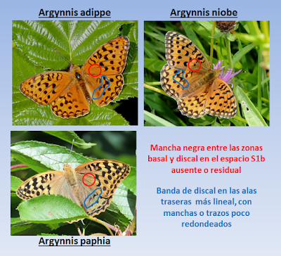 Argynnis sp. Comparativa de Argynnis adippe, niobe y paphia