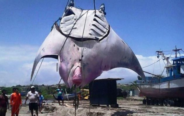 Cómo son Los Monstruos Marinos Más Grandes del Mundo - El Cómo de las Cosas