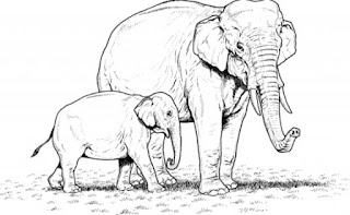 Mewarnai Gambar Tk Belajar Binatang Gajah Anak