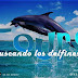 Tours buscando los delfines nueva ruta
