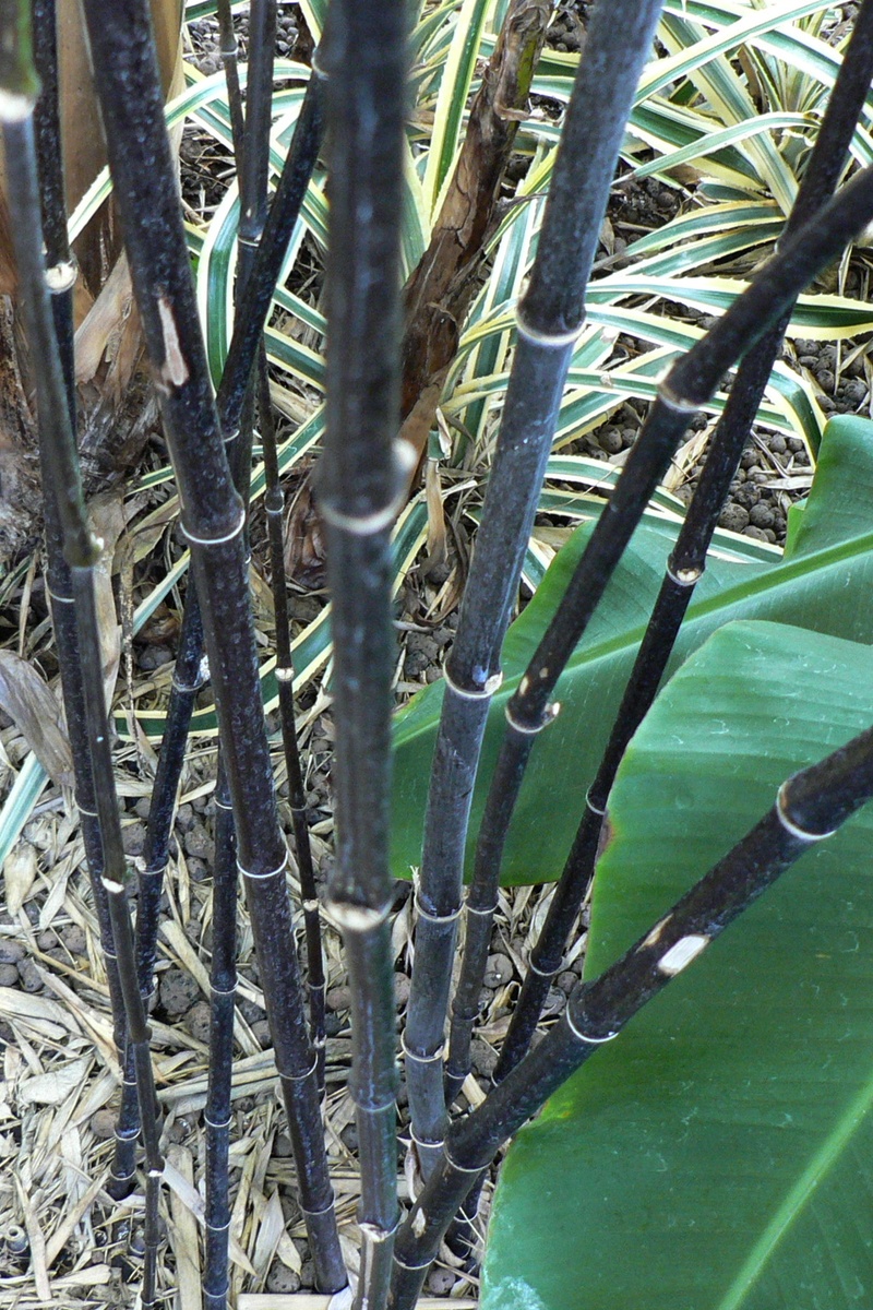 Himalayan Flower Nursery: Phyllostachys Nigra | Black Bamboo