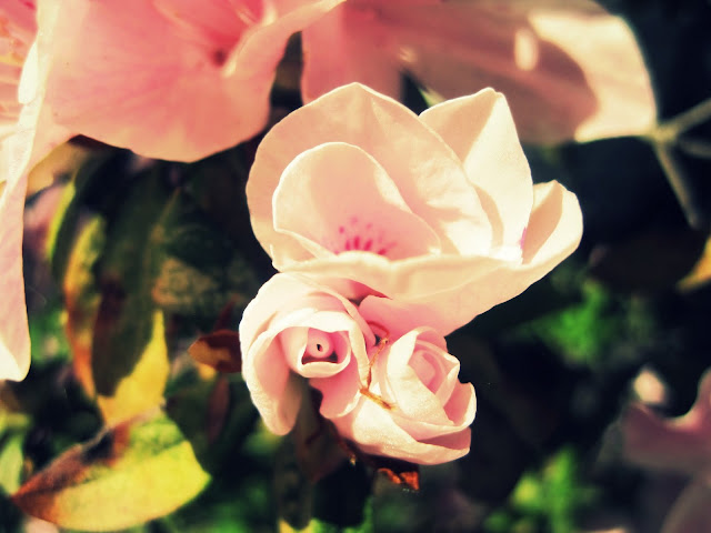 Wordless Wednesday-Signs of Spring-Azalea Flower image