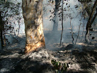The Results Of A Bush Fire picture smoldering bush and trees after a bush fire