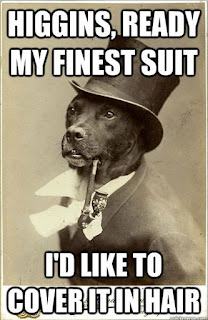 Dog Memes Dog Memes