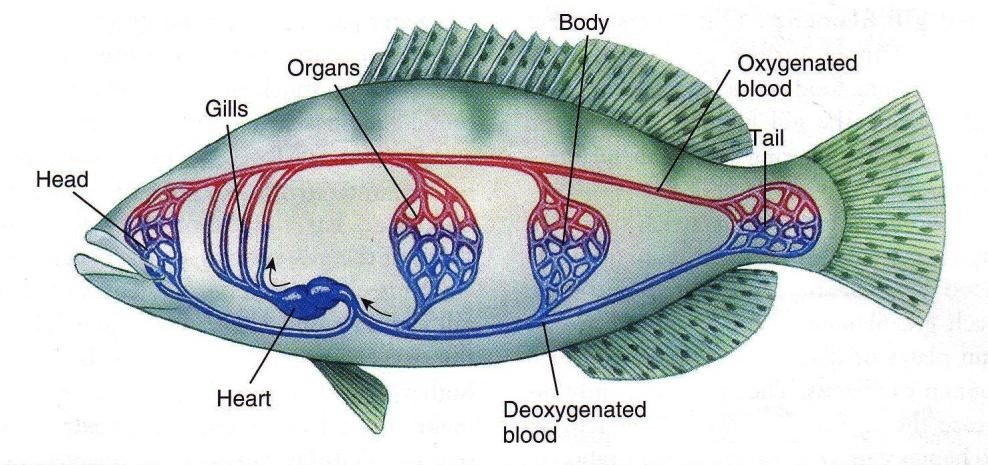  Organ  Tubuh Ikan Blog Kesehatan Anda