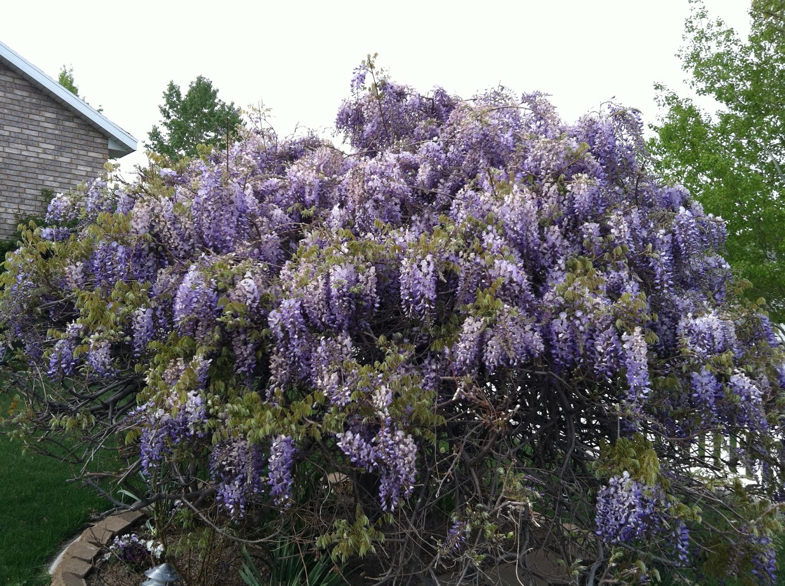 84 Best Plant Portraits Images Oak Lawn Plants Glass Garden