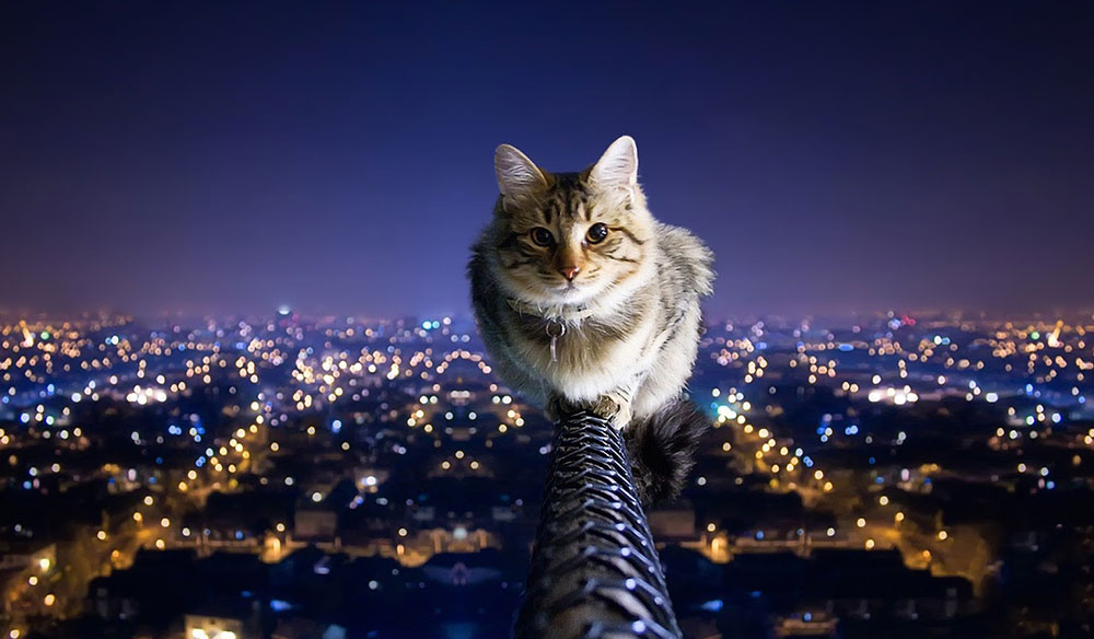 69 HD Kedi Facebook Kapak Fotoğrafı