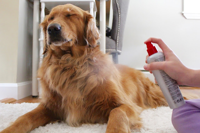 Grooming your dog with CHI for Dogs deodorizing spray