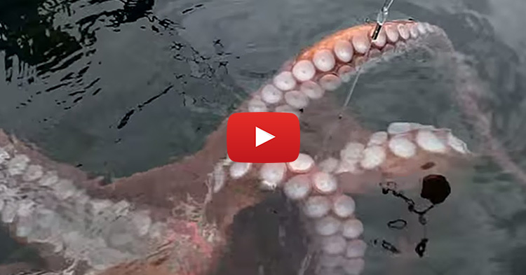 Giant Octopus caught while Kayak Fishing