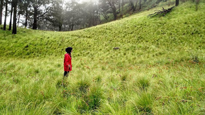 foto savana rumput gunung lawu via candi cheto