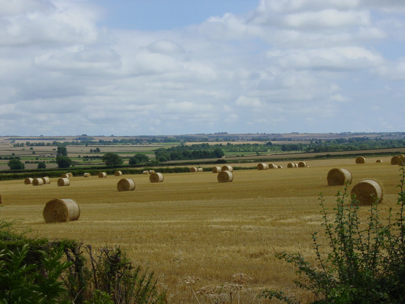 Cafe Epoque Dreaming of Farmland....