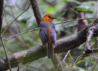 Red-Capped Robin-Chat, Cossypha natalensis