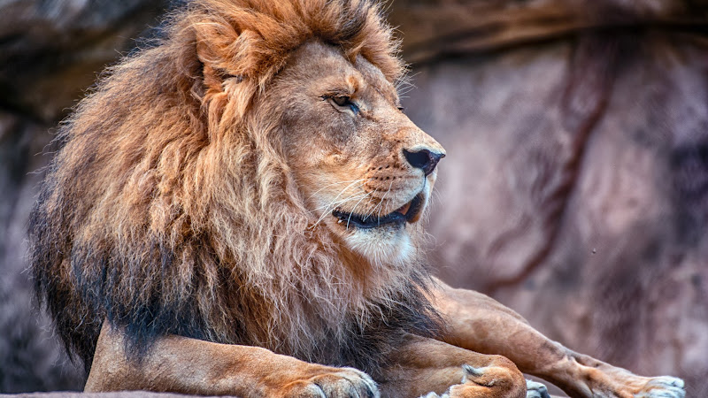 Lion Male at Zoo 2