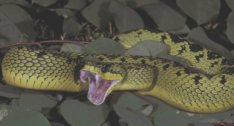 Ular viper Ular viper