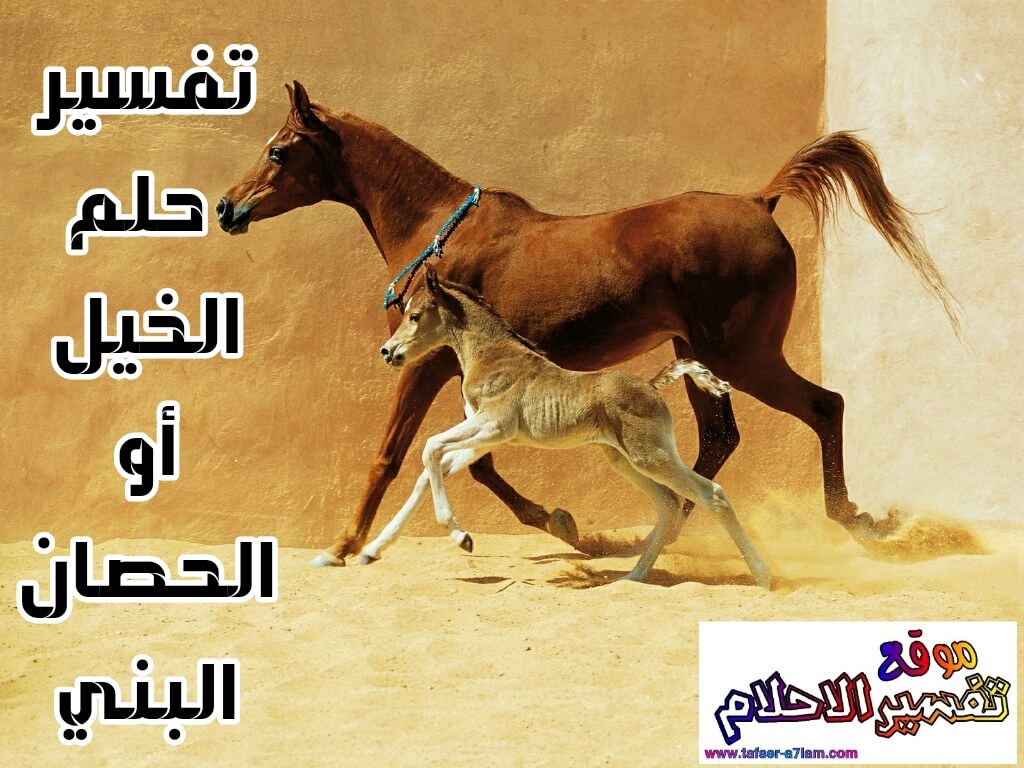 تفسير حلم رؤية وركوب الخيل الاسود والبني تفسير حلم رؤية وركوب الخيل الاسود والبني