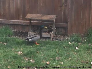 photo of ducks eating from our feeder