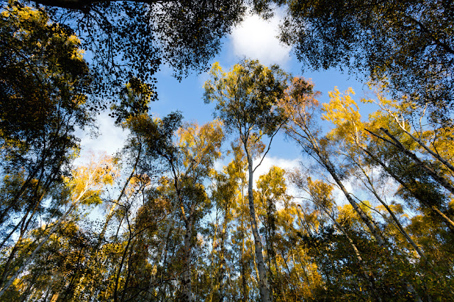 The largest silver birch woodland in Britain in full autumn splendour