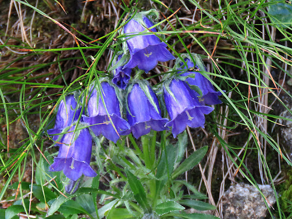 Dzwonek alpejski (Campanula alpina Jacq.) dzwonek