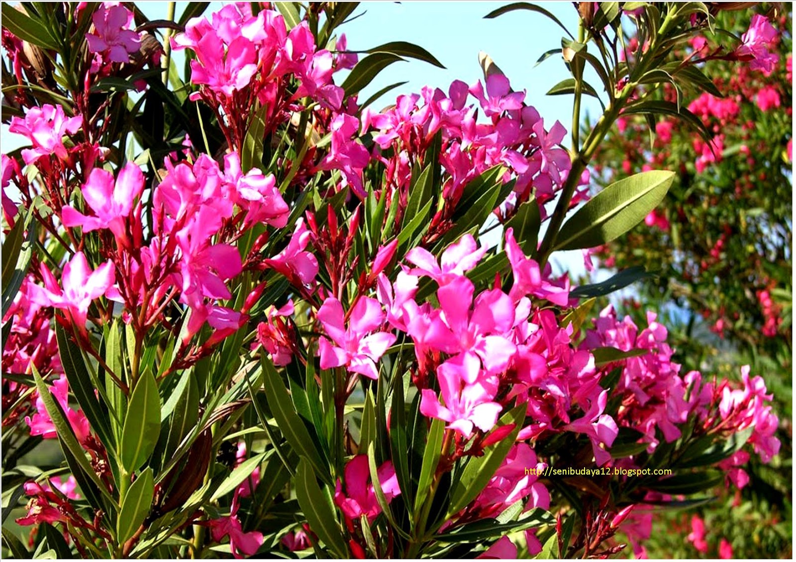 олеандр кустарник. олеандр обыкновенный (nerium oleander);. олеандр (nerium oleander). кустарник с крупными цветами. олеандр южное растение.