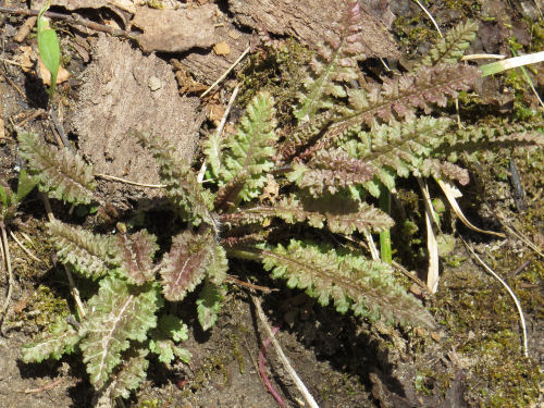 green lousewort leaves