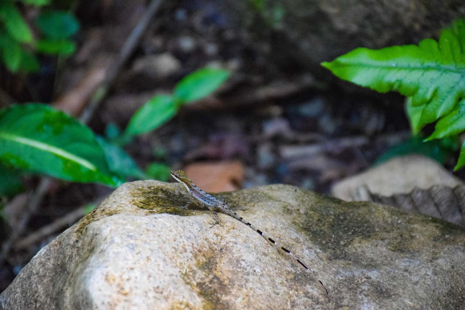 lizards at rio celeste waterfall
