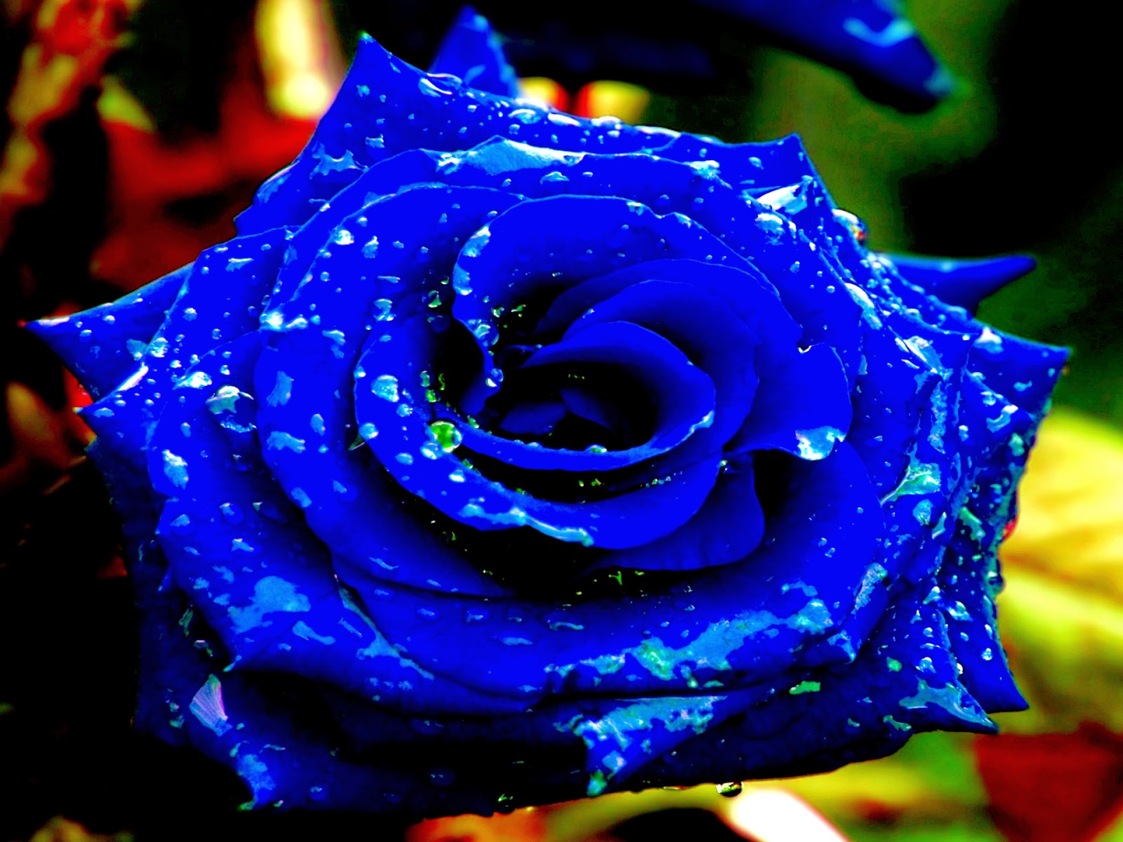 Hình ảnh hoa hồng xanh