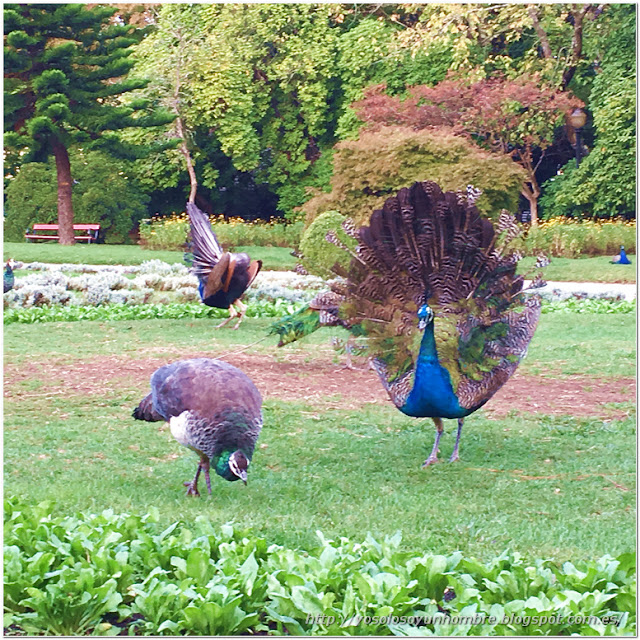 Los pavos reales del parque en plena danza de cortejo Los pavos reales del parque en plena danza de cortejo