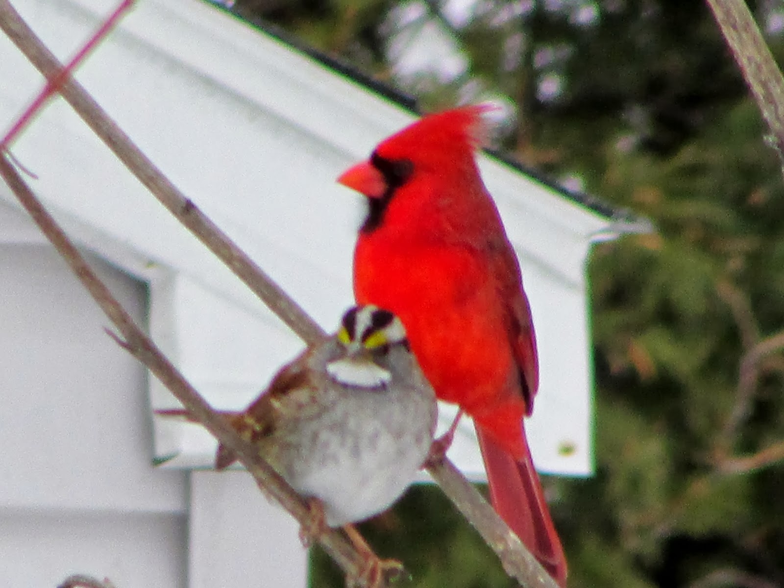 Long Island Birding Great Backyard Bird Count