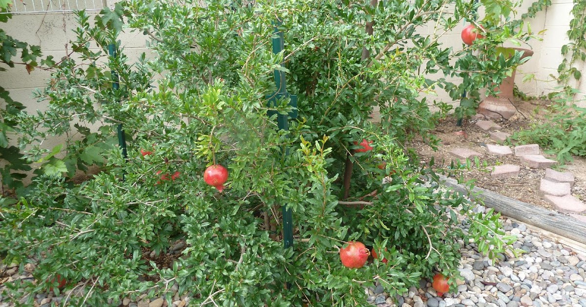 Featured image of post Steps to Make Utah Sweet Pomegranate Zone