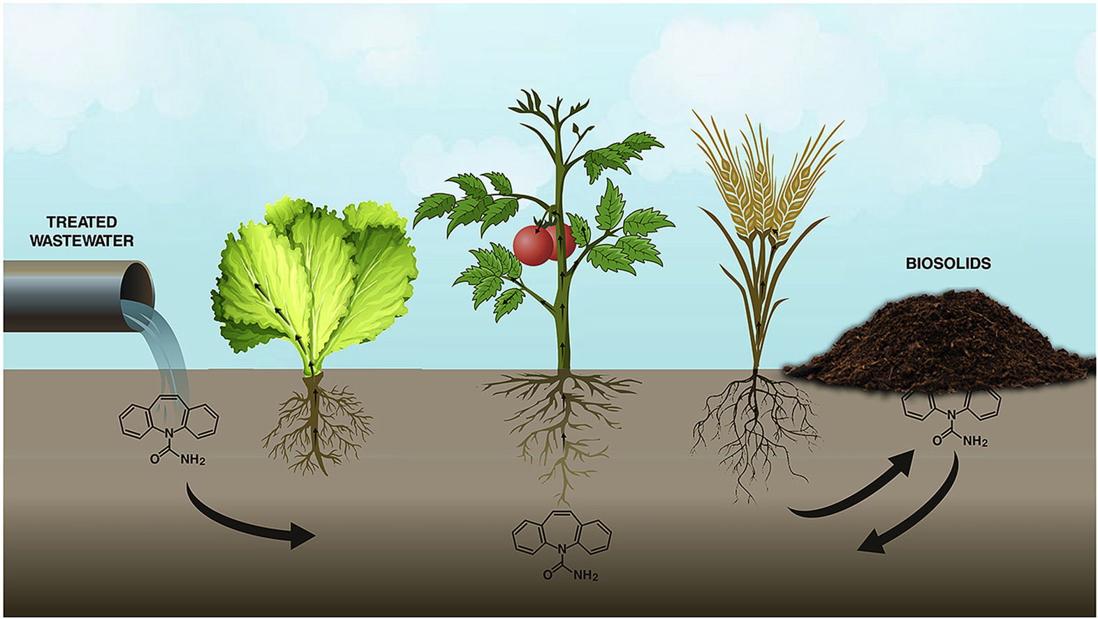 Biosolids Battle Blog Sewer Sludge / Biosolids & Plant Biosolids Battle Blog Sewer Sludge / Biosolids & Plant