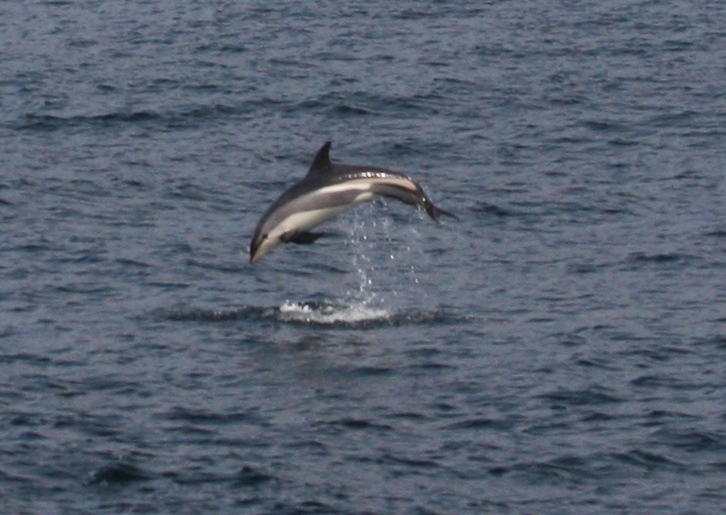Blue Ocean Society's Whale Sightings: Atlantic Queen September 2