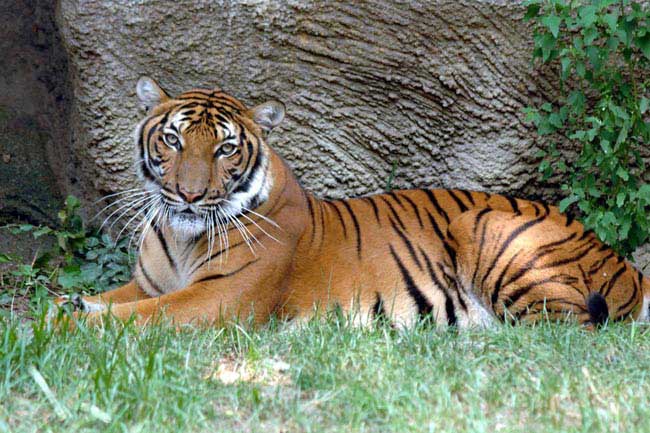 Malayan Tiger | Animal Wildlife