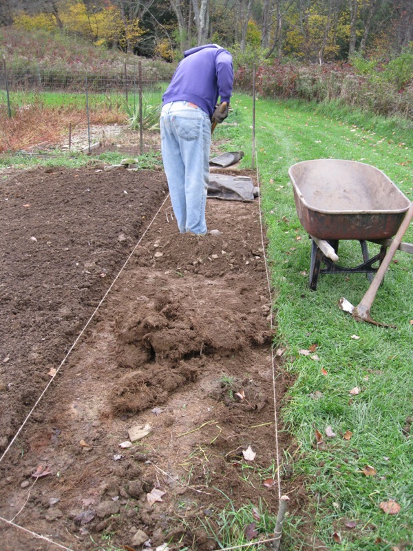 Plants and Stones Garlic Planting Time, Part Two