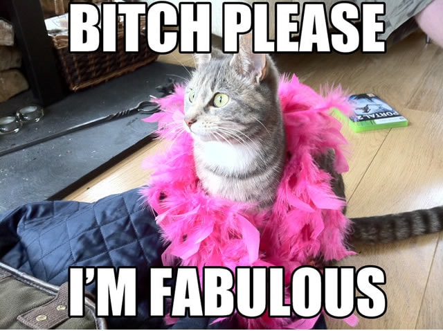 soy-fabuloso-gato