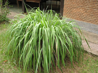 Citronela como repelente Citronela como repelente