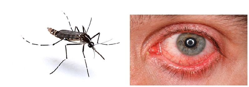 Círculo abaixo de um olho da razão vermelha