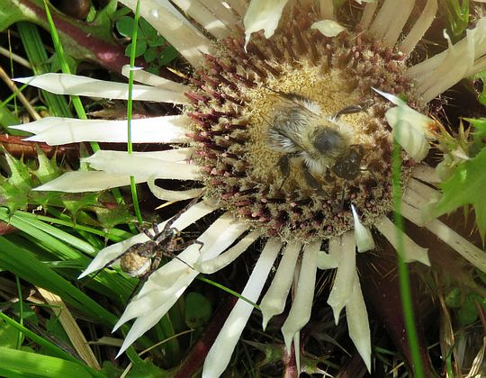 Dziewięćsił bezłodygowy (Carlina acaulis L.). Dziewięćsił bezłodygowy (Carlina acaulis L.).
