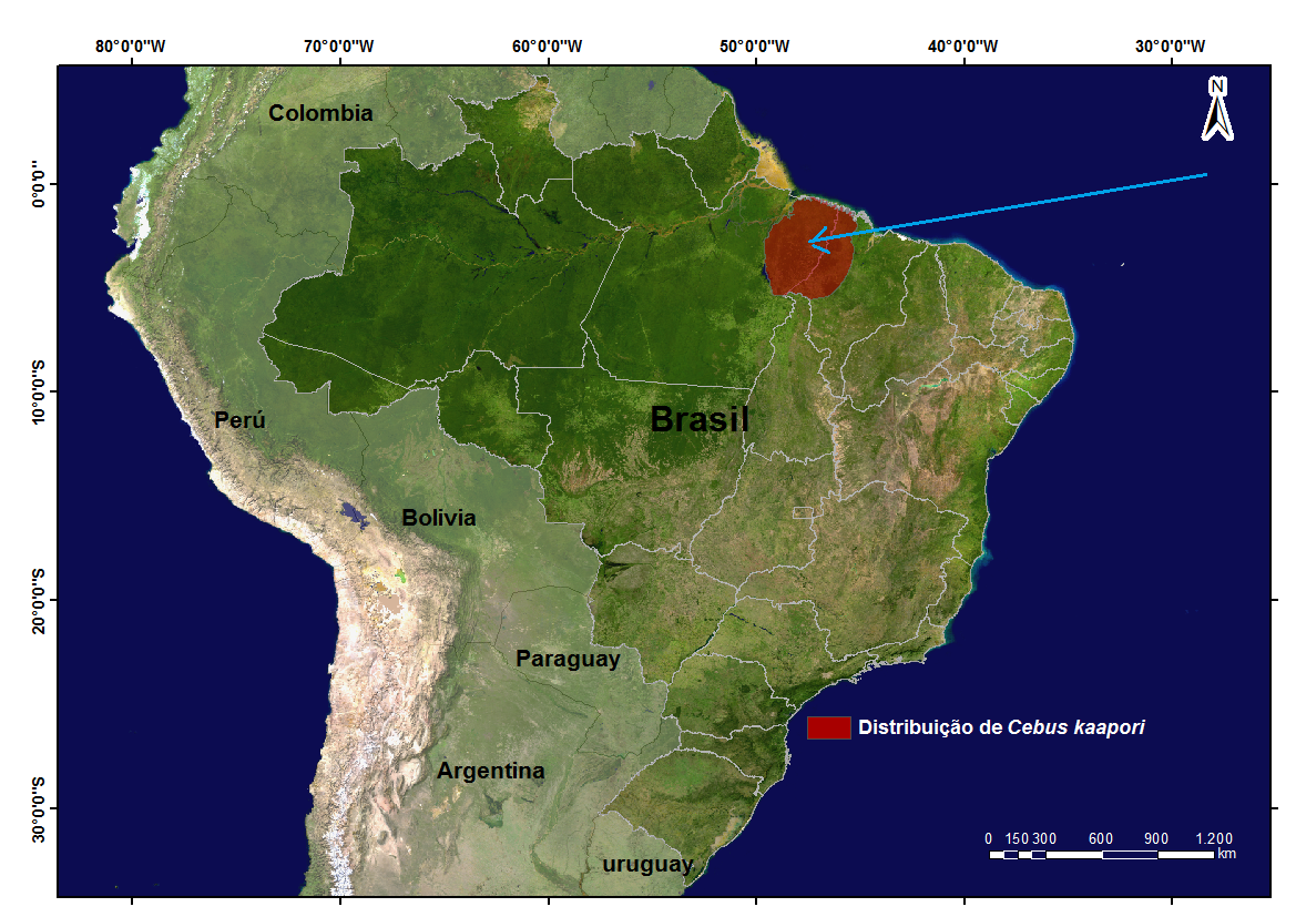 Laberinto en extinción: Caiarara (Cebus kaapori) Laberinto en extinción: Caiarara (Cebus kaapori)